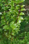 vignette Griselinia ruscifolia