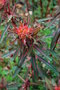 vignette Euphorbia 'Dexter'