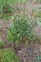 vignette Helwingia japonica