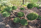 vignette Juniperus cv.