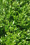 vignette Laurelia sempervirens / Atherospermataceae / Chili