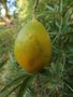 vignette Passiflore Caerulea (derniers fruits)