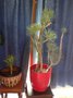 vignette Kleinia neriifolia (pot rouge) et Euphorbia balsamifera