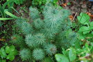 vignette Pinus pinea 'Silver Crest'