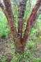 vignette Prunus serrula