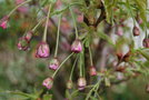 vignette Prunus 'Shogetsu'