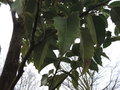 vignette Ilex aquifolium 'Castaneifolia'