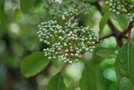 vignette Photinia cv.