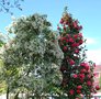 vignette Pieris & Camellia