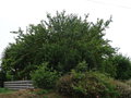 vignette Prunus armeniaca - Abricotier