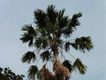 vignette Saribus rotundifolius  = Livistona rotundifolia - Palmier