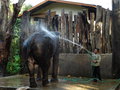 vignette Maetaman Elephant Camp