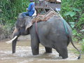 vignette Maetaman Elephant Camp