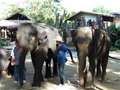 vignette Maetaman Elephant Camp (attraction dconseille)