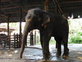 vignette Maetaman Elephant Camp - Elephas maximus - lphant d'Asie