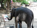 vignette Maetaman Elephant Camp (attraction dconseille)