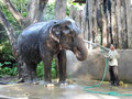 vignette Maetaman Elephant Camp - Elephas maximus - lphant d'Asie