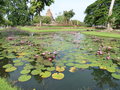 vignette Parc historique de Sukhothai - Nymphaea rubra - Nnuphar