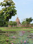 vignette Parc historique de Sukhothai - Nymphaea rubra - Nnuphar