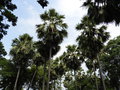 vignette Parc historique de Sukhothai  - Borassus flabellifer - Palmier