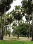 vignette Parc historique de Sukhothai  - Borassus flabellifer - Palmier