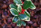 vignette Ilex aquifolium cv.