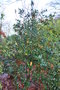 vignette Ilex aquifolium 'Pyramidalis Fructuluteo'