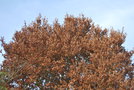 vignette Quercus x hispanica 'Wageningen'