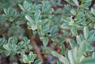 vignette Ilex crenata 'Variegata'