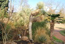 vignette Yucca thomsoniana