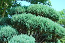 vignette Juniperus chinensis 'Obelisk'
