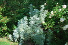 vignette Artemisia cv.
