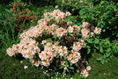 vignette Rhododendron cv.