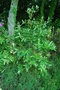 vignette Eucryphia cordifolia