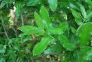 vignette Eucryphia cordifolia