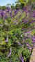 vignette Salvia leucantha et S. l. Purple Velvet