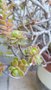 vignette Aeonium spathulatum