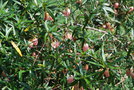 vignette Crinodendron hookerianum 'Ada Hoffman'