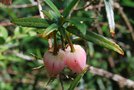 vignette Crinodendron hookerianum 'Ada Hoffman'