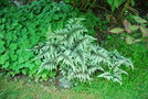 vignette Athyrium nipponicum var pictum