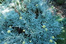 vignette Helichrysum sp.