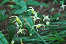 vignette Epimedium cv.