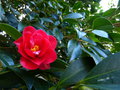 vignette Camellia Freedom bell premières fleurs au 05 01 17