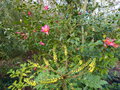 vignette Camellia hiemalis Kanjiro parfumé au 05 01 17