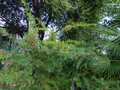 vignette Grevillea rosmarinifolia jenkinsii immense et imperturbable au 05 01 17
