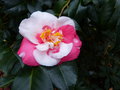 vignette Camellia japonica R.L.Wheeler gros plan au 20 12 16