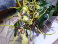vignette Brassia 
