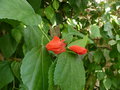 vignette Hibiscus malvaviscus