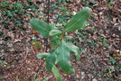 vignette Oreocallis grandiflora / Proteaceae / Prou