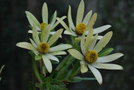 vignette Leucadendron gandogeri / Proteaceae / Afrique du Sud